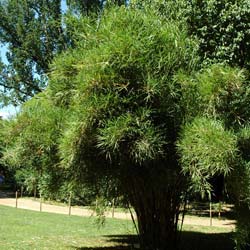 Bambu Pleioblastus linearis